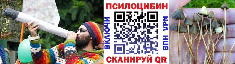 где найти   Егорьевск  Галлюциногенные грибы Cubensis 